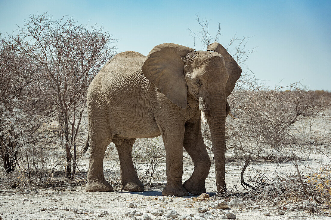 African Elephant (Loxodonta), Etosha National Park; Namibia