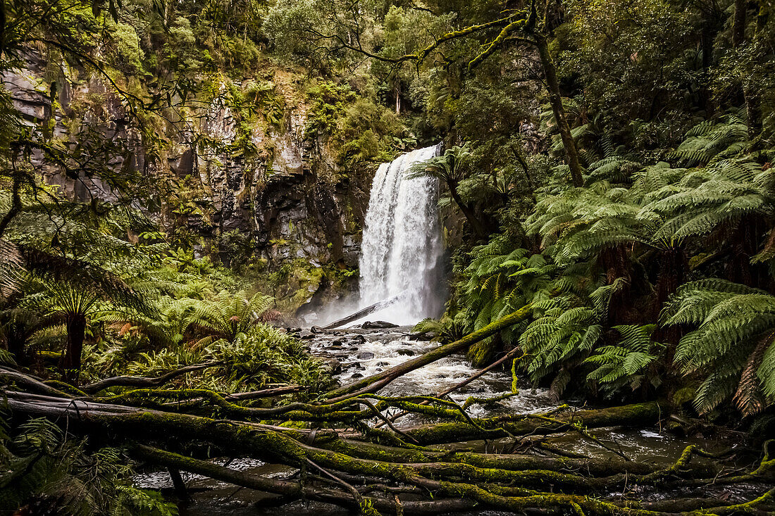 Hopetoun Falls; Buchenwald, Victoria, Australien.