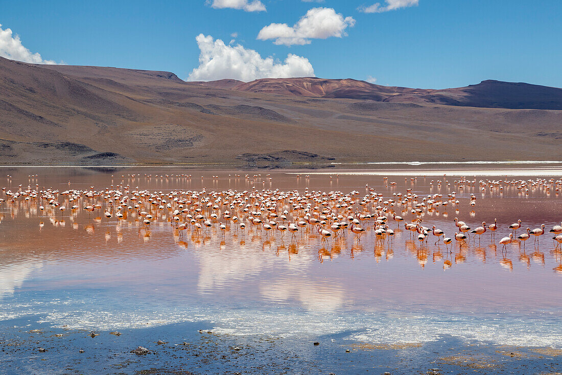 Flamingos an der Laguna Colorada, Eduardo-Avaroa-Nationalpark; Departement Potosi, Bolivien.