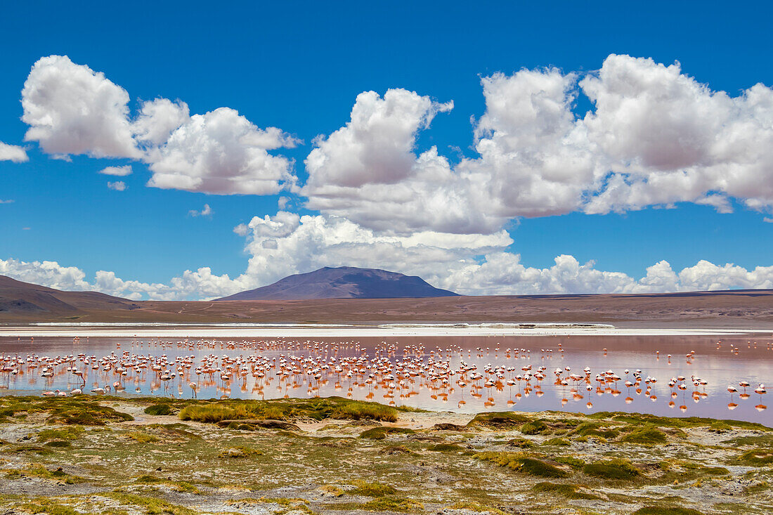 Flamingos an der Laguna Colorada, Eduardo-Avaroa-Nationalpark; Departement Potosi, Bolivien.