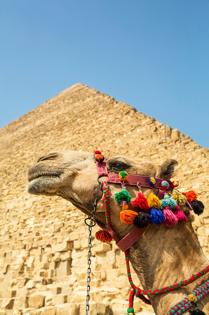 Verziertes Kamel und Cheops-Pyramide (Cheops), Pyramidenkomplex von Gizeh, UNESCO-Welterbe; Gizeh, Ägypten.