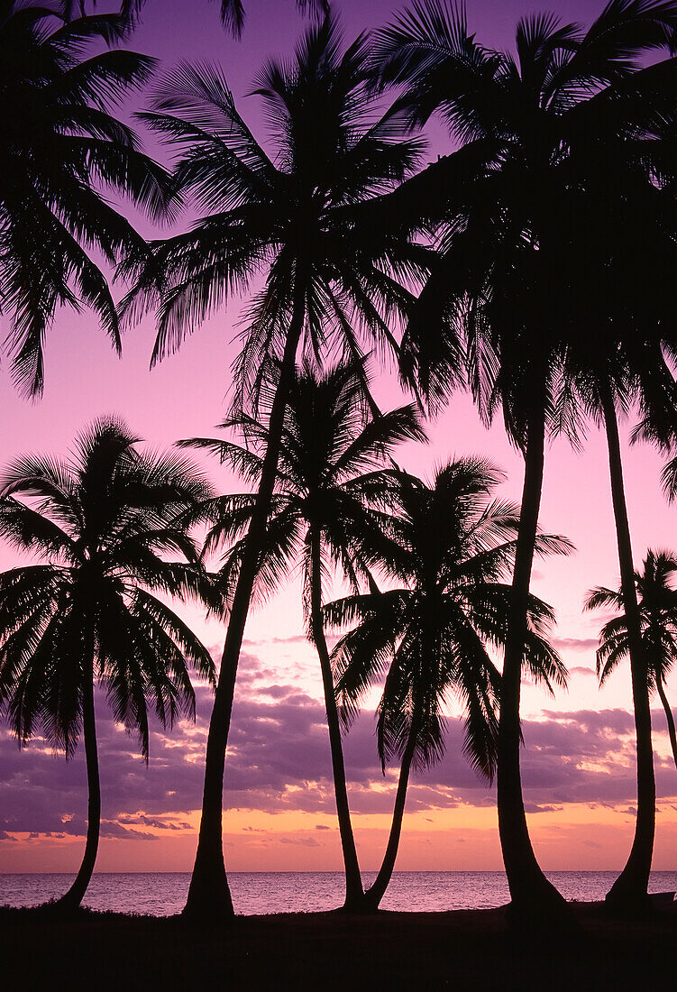 Palmen bei Sonnenuntergang, Emerald Palms Resort, Süd-Andros, Bahamas