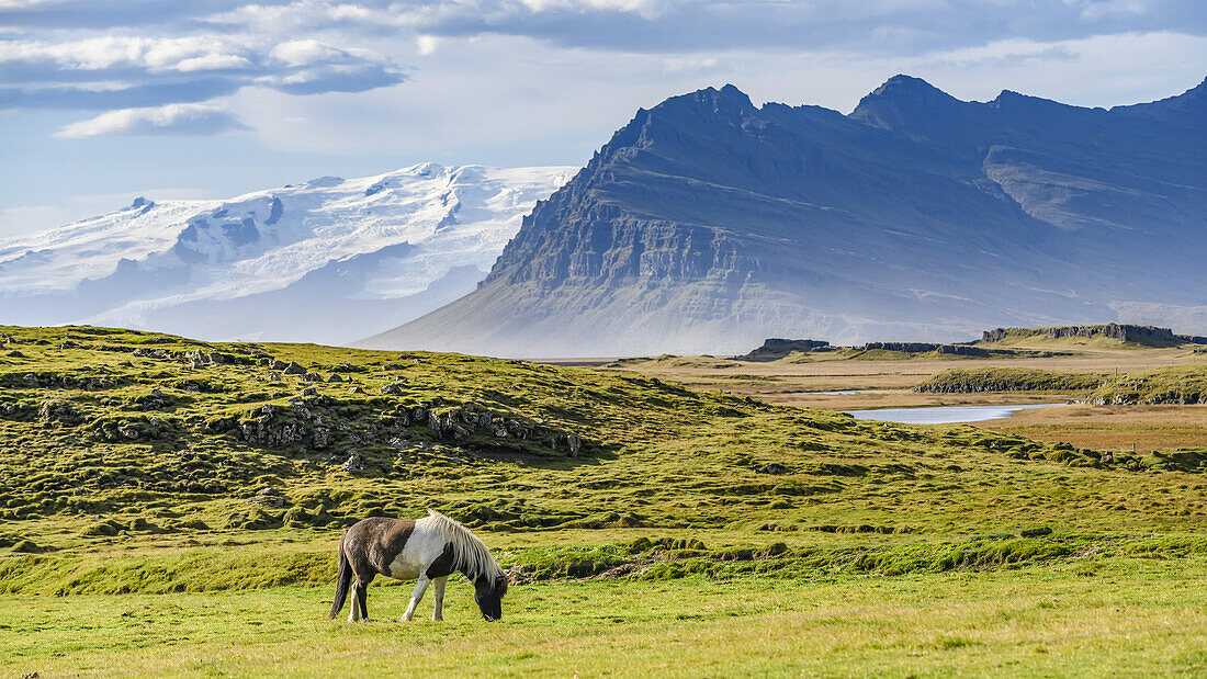 Pferd (Equus Caballus) grasend auf einer Wiese mit den majestätischen Bergen im Hintergrund, Ostisland; Hornafjorour, Ostregion, Island