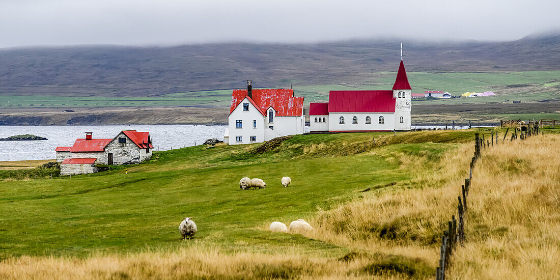 Hirtenszene mit weidenden Schafen (Ovis aries) im Vordergrund und roten Dächern auf einer Kirche und landwirtschaftlichen Gebäuden entlang des Fjords; Strandabyggo, Westfjorde, Island.