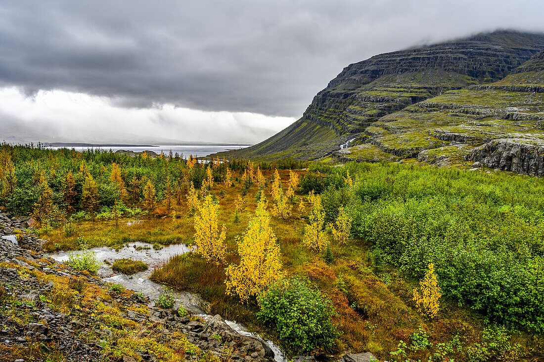 Autumn coloured foliage on the trees and tundra along the Berufjorour fjord; Djupivogur, Eastern Region, Iceland