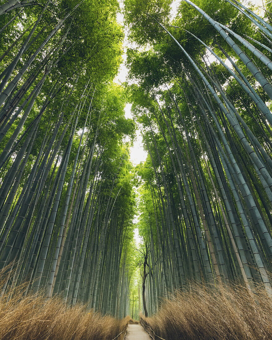 Kameyama-Bambuswald; Kyoto, Kansai, Japan