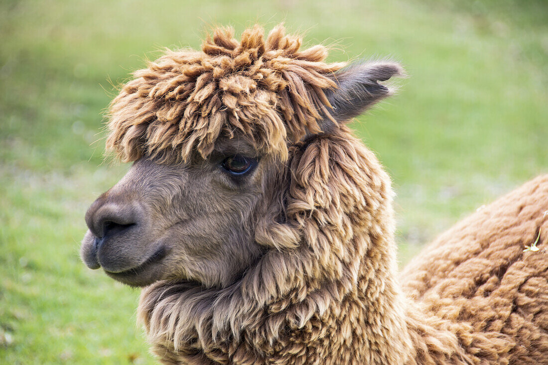 Nahaufnahme eines Alpakas (Vicugna pacos); Cusco, Cusco, Peru.