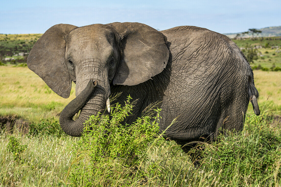 Porträt eines afrikanischen Elefanten (Loxodonta Africana), der hinter Büschen steht und in die Kamera schaut; Kenia.