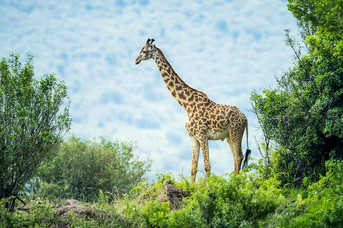 Masai-Giraffe (Giraffa camelopardalis tippelskirchii) zwischen Büschen stehend; Kenia.