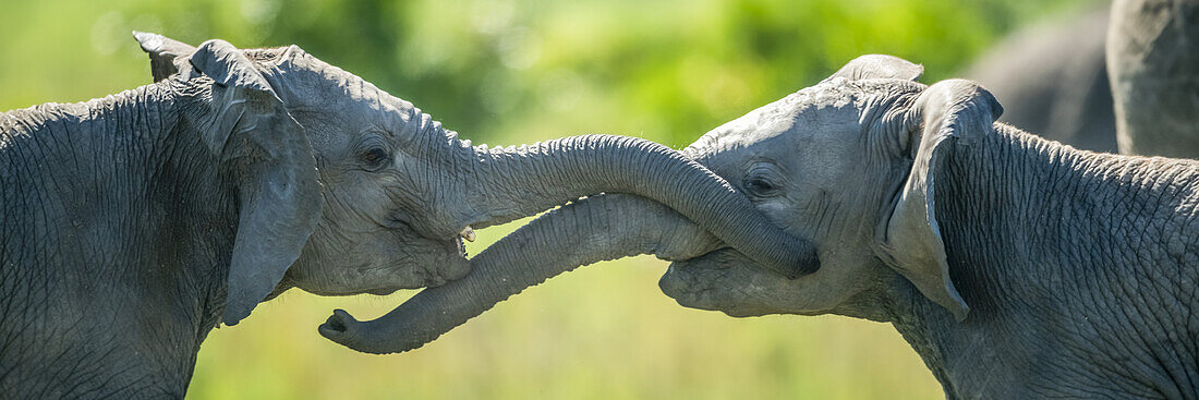 Nahaufnahme von zwei jungen Elefanten (Loxodonta africana), die mit ihren Rüsseln kämpfen; Kenia.