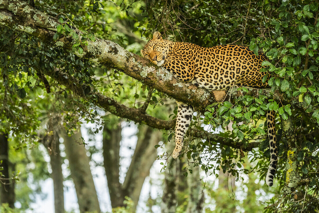 Leopard (Panthera pardus) sleeping on tree branch with leg dangling down; Kenya