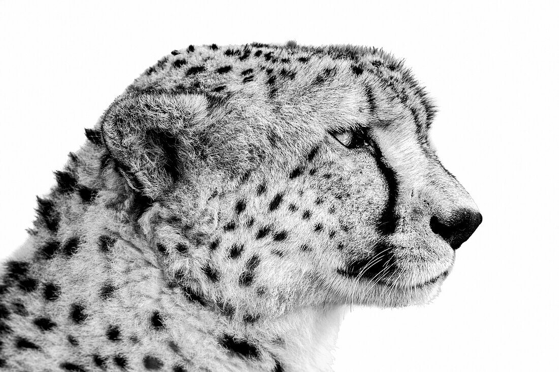 Black and white portrait of a close-up of a cheetah (Acinonyx jubatus) head shot; Tanzania