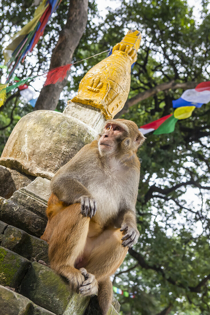 Makakenäffchen sitzt auf den Stufen einer Stupa, mit bunten Gebetsfahnen im Hintergrund an der Swayambhunath-Stupa, Affentempel; Kathmandutal, Nepal.