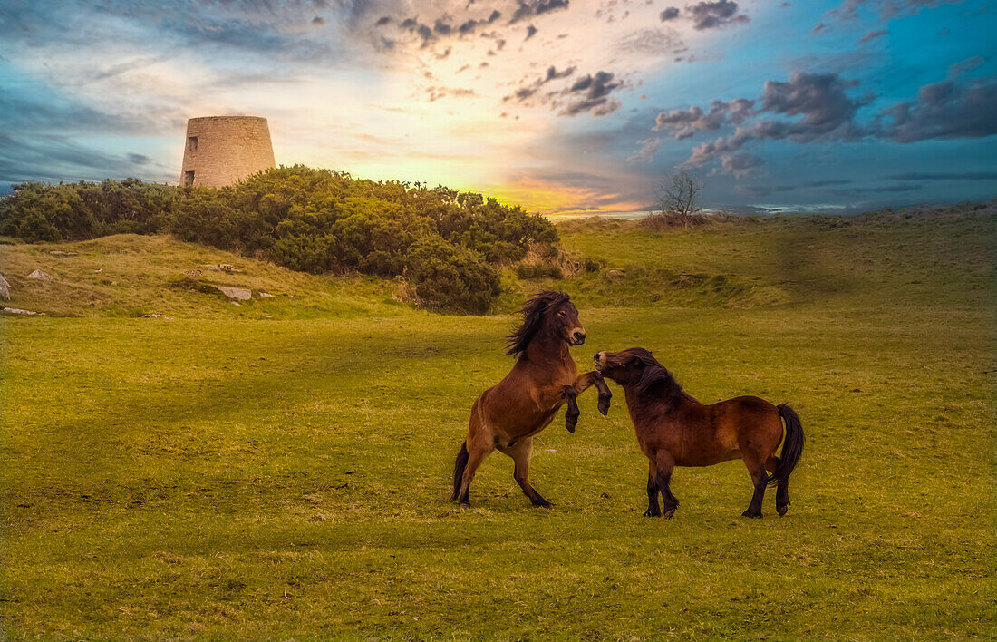 Exmoor-Ponys (Equus ferus caballus) spielen auf einem Feld in den Cleadon Hills neben der Ruine der Cleadon Windmill bei Sonnenuntergang; South Shields, Tyne and Wear, England, Vereinigtes Königreich.