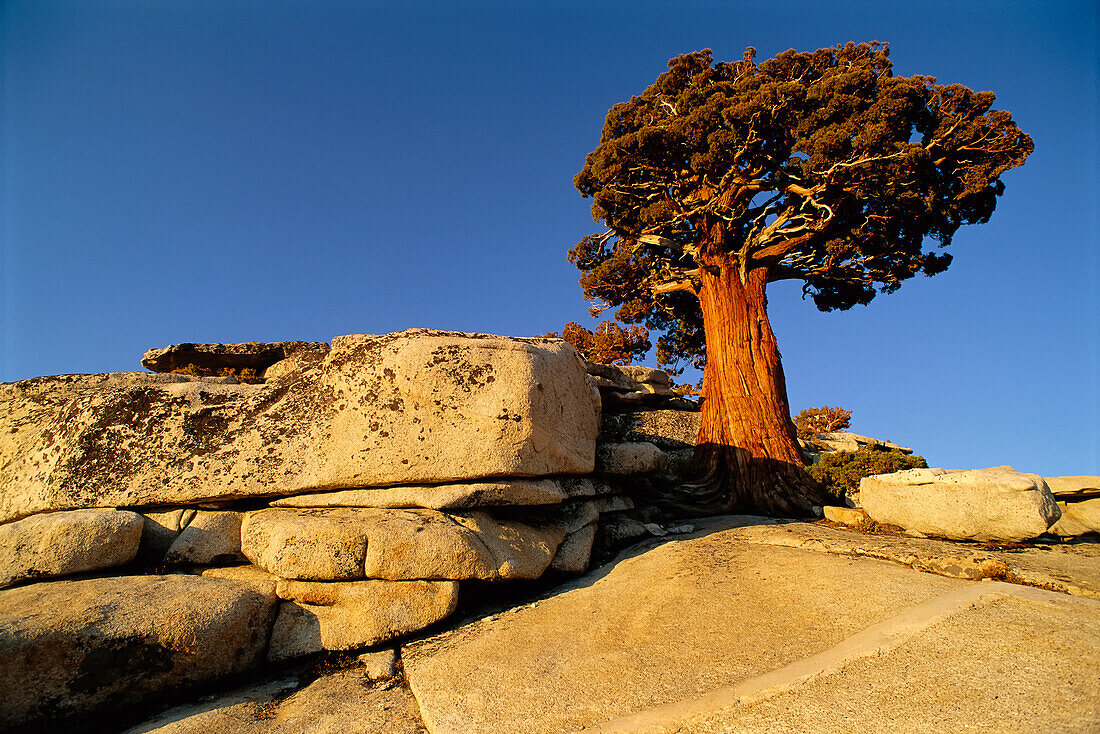 Yosemite National Park California, USA