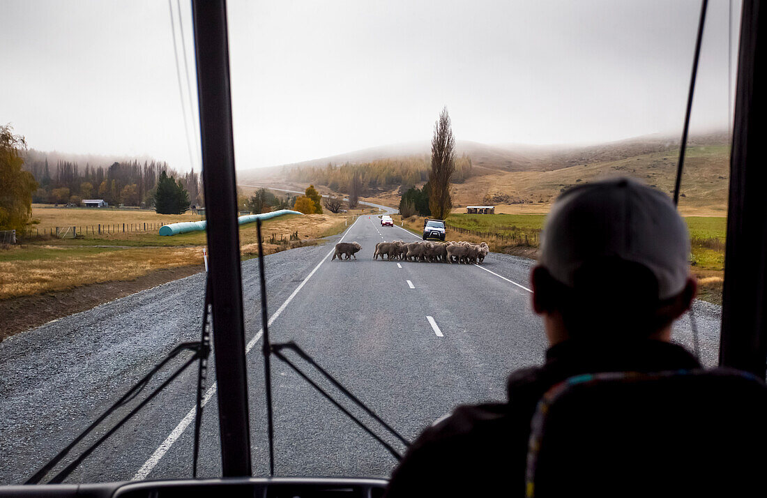 Blick von hinten auf einen Busfahrer, der darauf wartet, dass eine Schafherde die Straße überquert, während er den Mount Cook National Park verlässt; Canterbury, Neuseeland