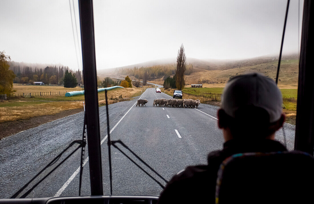 View taken from behind of a bus driver waiting for herd of sheep to cross the road while leaving Mount Cook National Park; Canterbury, New Zealand