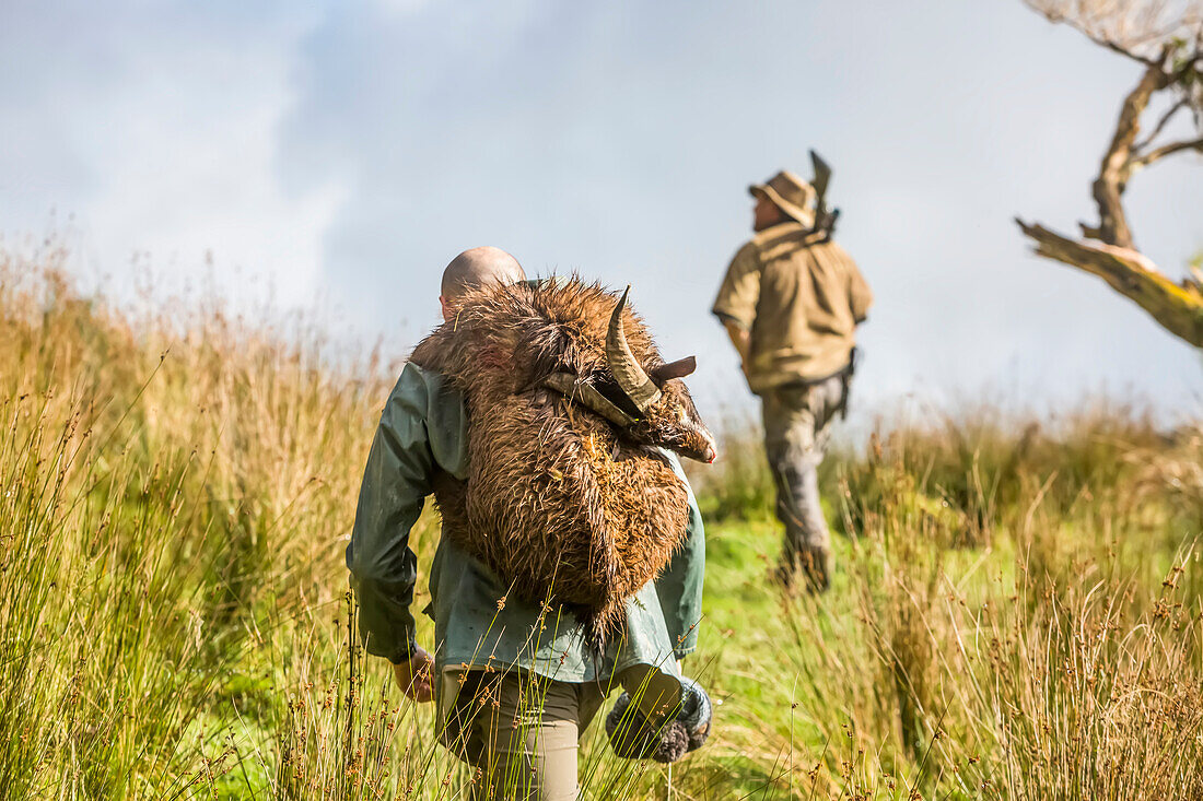 Männer jagen von der Blue Duck Lodge aus, einer Rinderfarm im Whanganui-Nationalpark, deren Schwerpunkt auf dem Naturschutz liegt. Ein Mann trägt eine erlegte Ziege auf dem Rücken (Ziegen sind eine Gefahr für die einheimische Tierwelt und die Jagd wird hier gefördert und gelehrt); Retaruke, Manawatu-Wanganui, Neuseeland