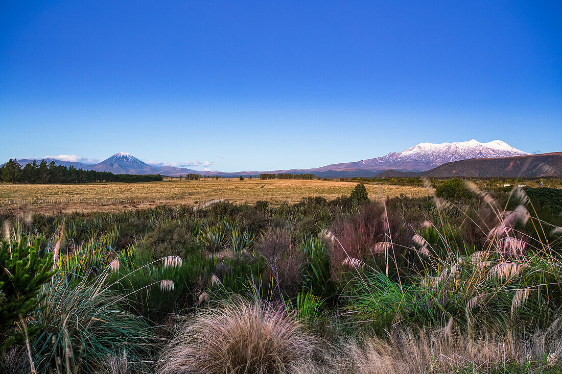 A beautiful sunset in the Tongariro National Park. The volcanic Mount Doom or Mount Ngauruhoe can be seen in the background; Manawatu-Wanganui, New Zealand