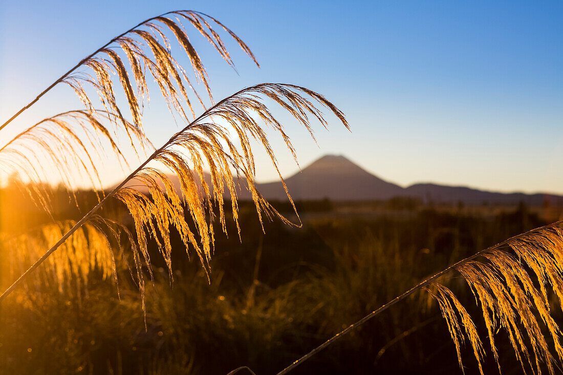 A beautiful sunset in the Tongariro National Park. The volcanic Mount Doom or Mount Ngauruhoe can be seen in the background; Manawatu-Wanganui, New Zealand