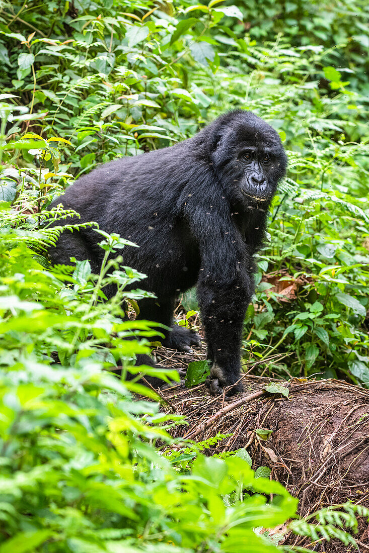 Mountain Gorilla (Gorilla beringei beringei) of the Mishaya Group walking on all fours in Bwindi Impenetrable National Park; Buhoma, Uganda