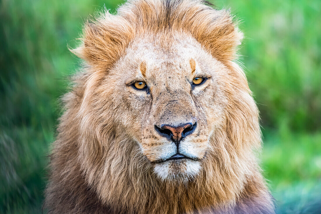 Close-up head shot of a blond-maned male Lion (Panthera leo) on the crater floor in the Ngorongoro Conservation Area; Tanzania