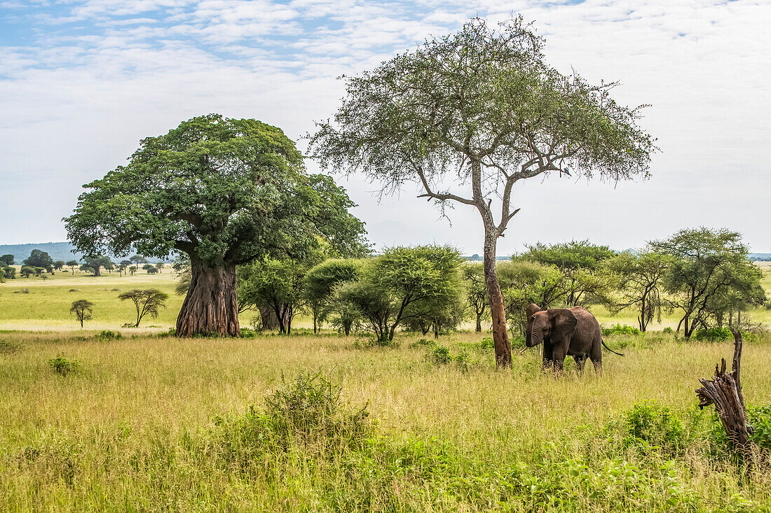 Elefant (Loxodonta africana) mit erhobenem Rüssel steht unter einem Akazienbaum mit weiteren Akazien und einem Baobab (Adansonia digitata) im Hintergrund im Tarangire-Nationalpark; Tansania.