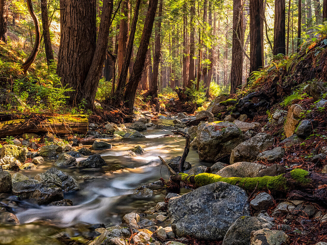 Licht, das durch die Redwoods entlang der Big-Sur-Küste von Kalifornien fällt; Kalifornien, Vereinigte Staaten von Amerika