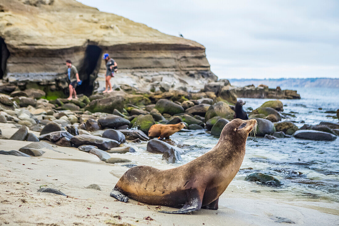 Sea Lions find themselves comfortable with tourists in La Jolla Cove, San Diego; San Diego, California, United States of America