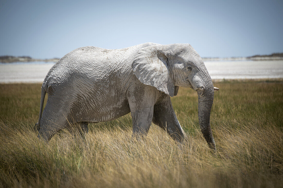 Afrikanischer Buschelefant (Loxodonta africana) schreitet durch das lange Gras in der Savanne im Etoscha-Nationalpark; Otavi, Oshikoto, Namibia.