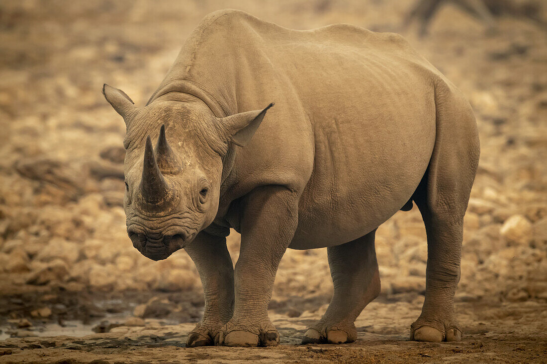 Spitzmaulnashorn (Diceros bicornis) steht neben einem Wasserloch im Dunst und schaut in die Kamera im Etosh-Nationalpark; Otavi, Oshikoto, Namibia