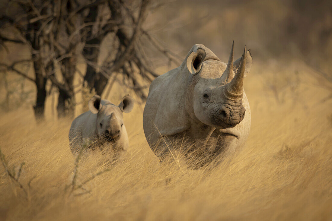 Spitzmaulnashorn und Kalb (Diceros bicornis) stehen in einem Feld mit goldenem Langgras in der Savanne und schauen in die Kamera im Etosh-Nationalpark; Otavi, Oshikoto, Namibia.