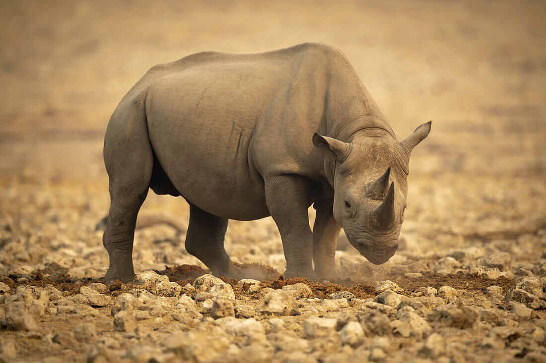 Black rhinoceros (Diceros bicornis) standing on rocks lowering head and looking at camera in the Etosh National Park; Otavi, Oshikoto, Namibia