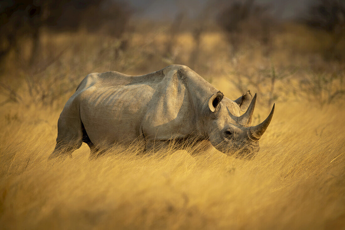 Black rhinoceros (Diceros bicornis) walking through the golden long grass near bushes on the savanna in Etosh National Park; Otavi, Oshikoto, Namibia