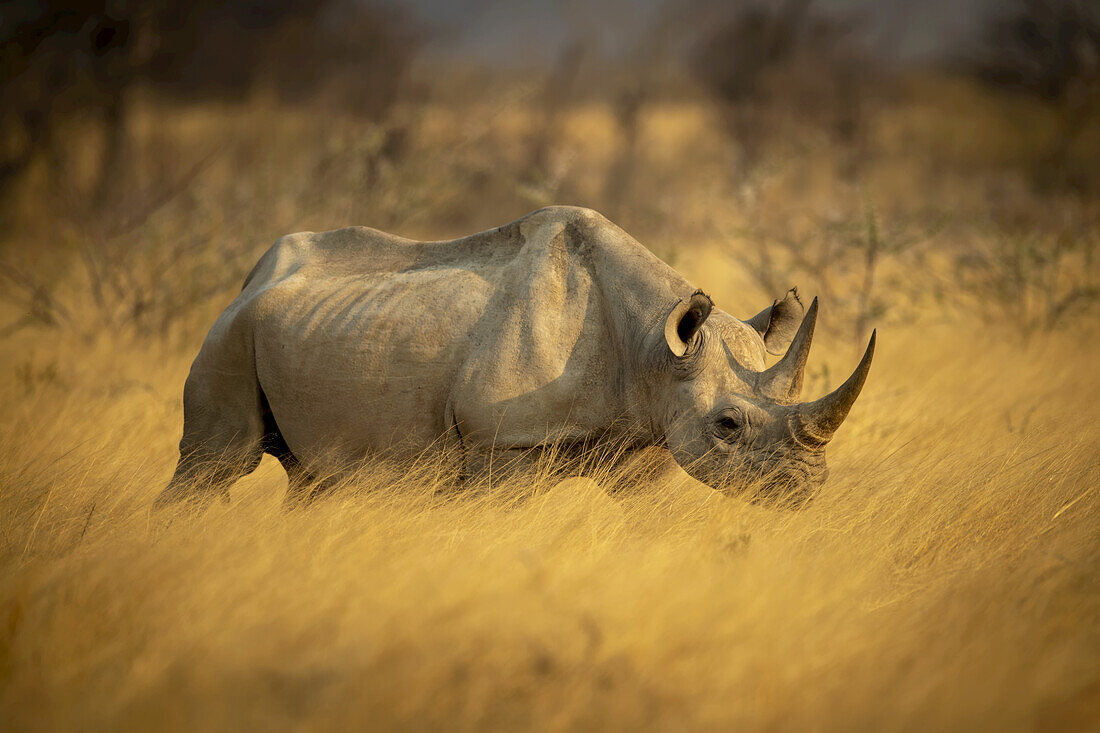 Spitzmaulnashorn (Diceros bicornis) läuft durch das goldene lange Gras in der Nähe von Büschen in der Savanne im Etosh-Nationalpark; Otavi, Oshikoto, Namibia.