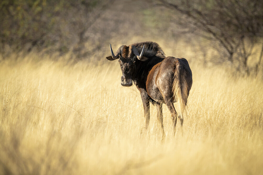 Schwarzes Gnu (Connochaetes gnou) im goldenen langen Gras der Savanne stehend und über die Schulter in die Kamera schauend auf der Gabus Game Ranch; Otavi, Otjozondjupa, Namibia.