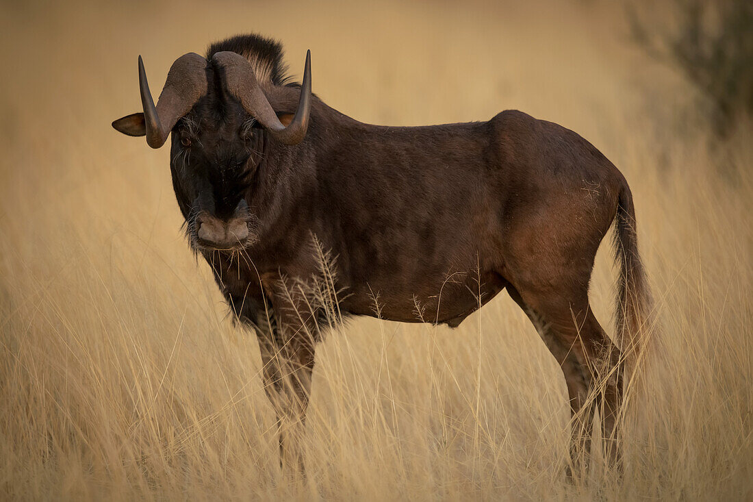 Schwarzes Gnu (Connochaetes gnou) steht im langen Gras der Savanne, dreht den Kopf und schaut in die Kamera auf der Gabus Game Ranch; Otavi, Otjozondjupa, Namibia.