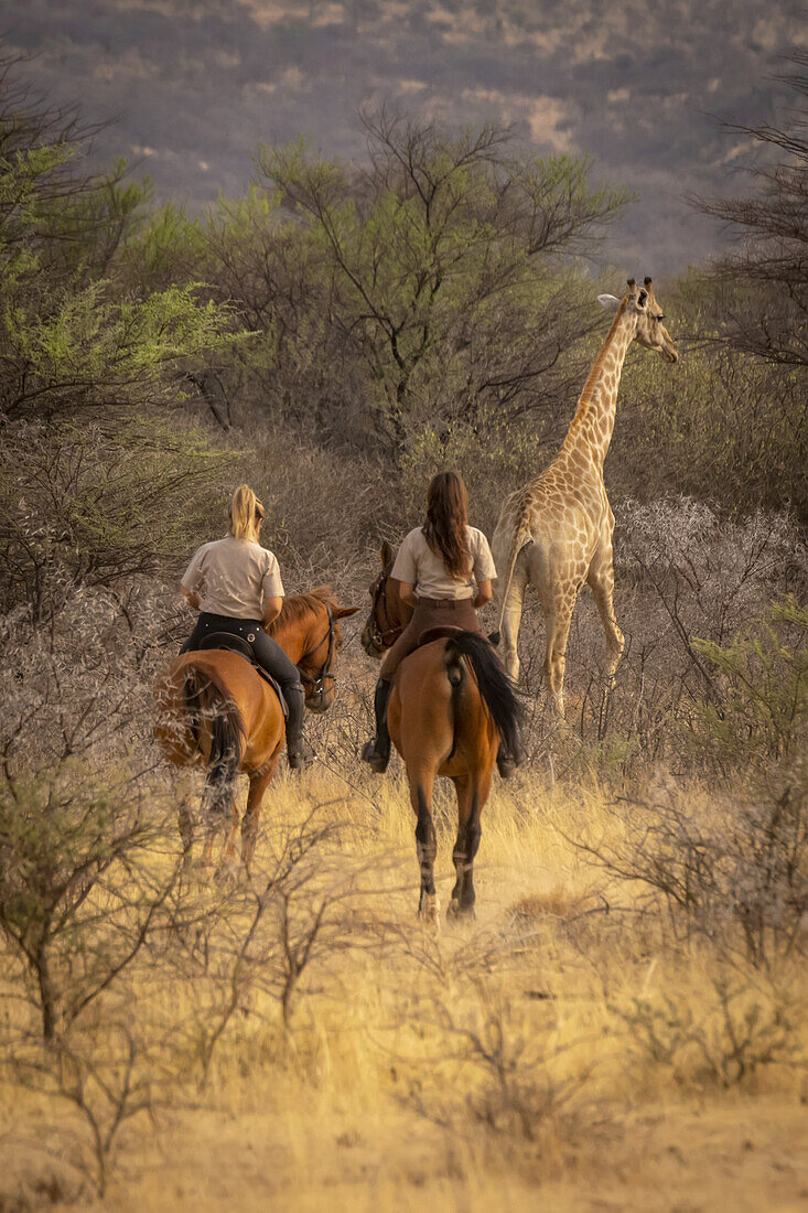 Blick von hinten auf zwei Frauen auf Pferden, die einer Südlichen Giraffe (Giraffa camelopardalis angolensis) durch den Busch auf der Gabus Game Ranch folgen; Otavi, Otjozondjupa, Namibia.