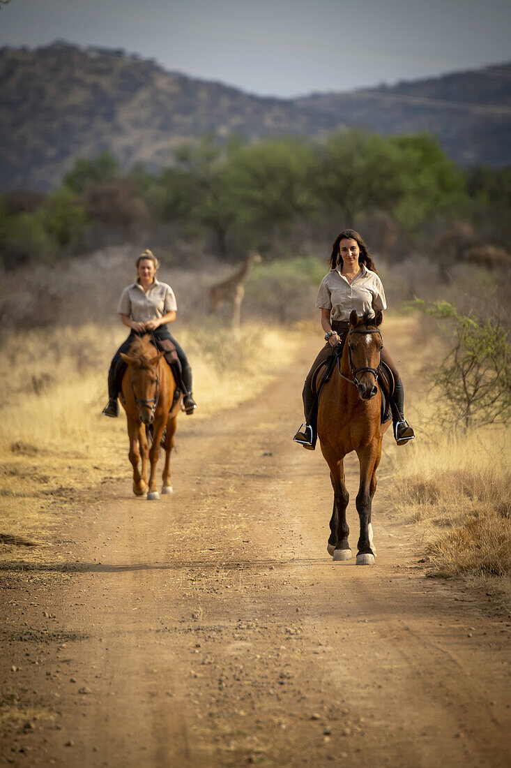 Zwei Frauen reiten auf Pferden (Equus ferus caballus) auf einer unbefestigten Straße durch den Busch auf der Gabus Game Ranch mit einer Südlichen Giraffe (Giraffa camelopardalis angolensis) im Hintergrund; Otavi, Otjozondjupa, Namibia.