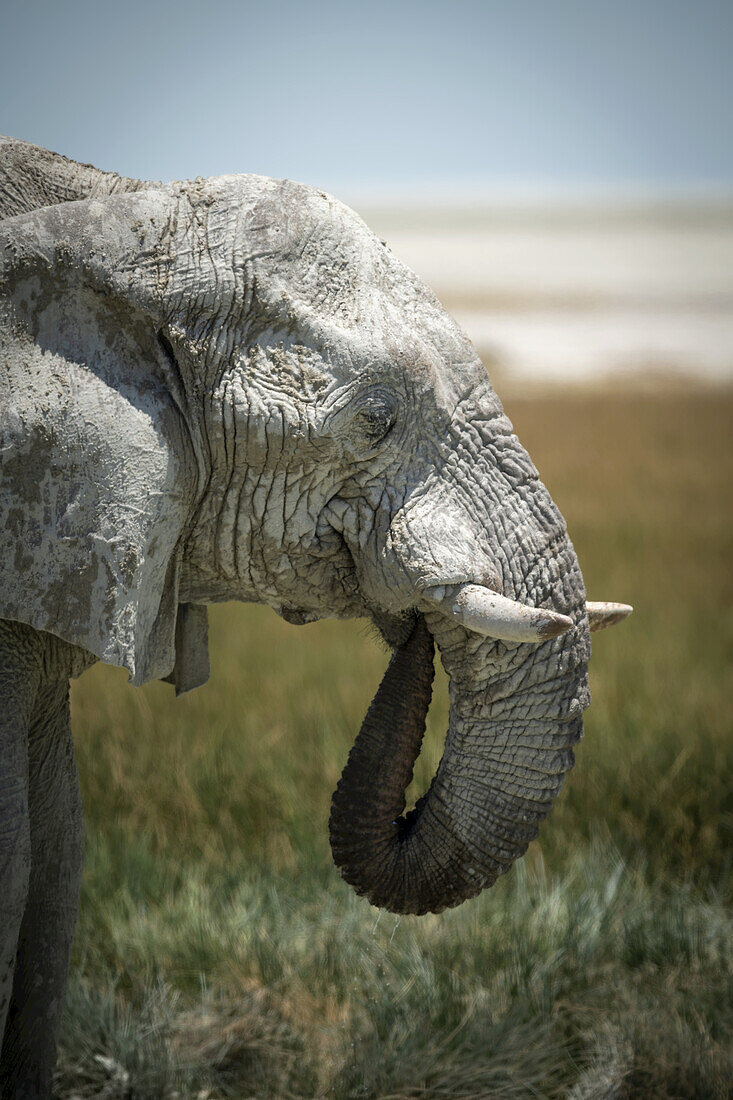 Nahaufnahme eines afrikanischen Buschelefanten (Loxodonta africana), der aus einem grasbewachsenen Wasserloch trinkt und dabei seinen Rüssel in sein Maul steckt, in der Savanne des Etosha-Nationalparks; Otavi, Oshikoto, Namibia.