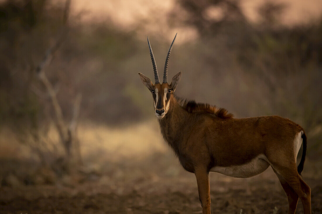 Porträt einer männlichen Rappenantilope (Hippotragus niger), die in einem Feld steht und intensiv in die Kamera schaut, auf der Gabus Game Ranch bei Sonnenuntergang; Otavi, Otjozondjupa, Namibia.