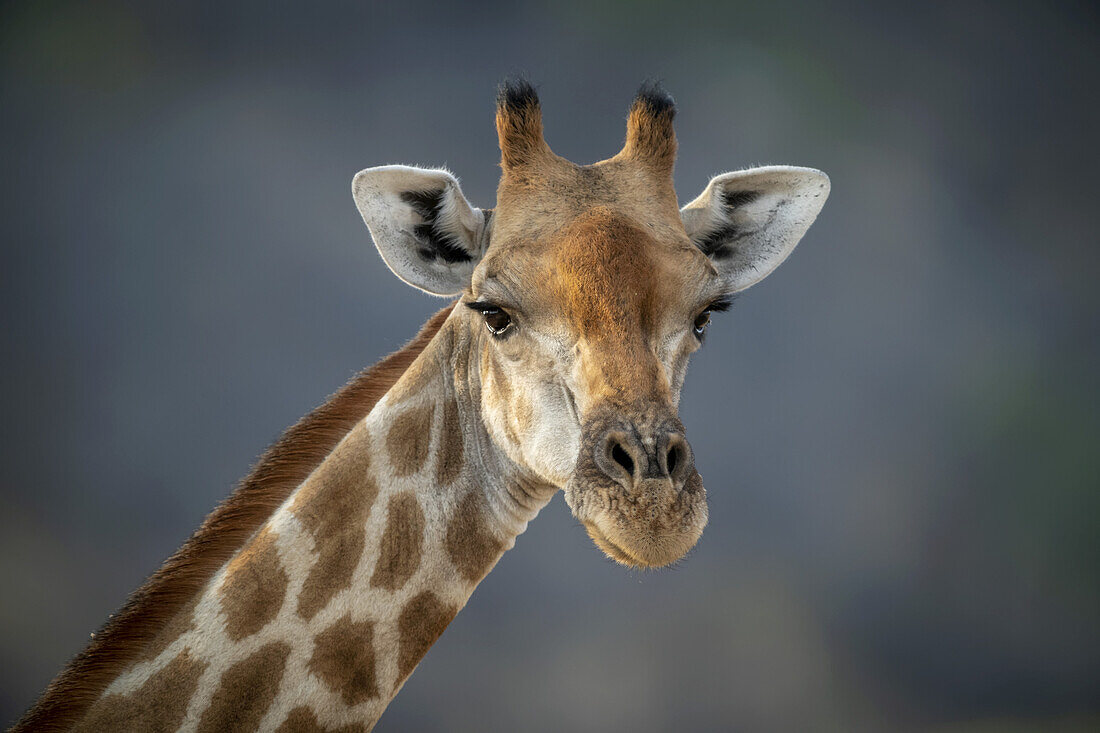 Close-up portrait of a southern giraffe (Giraffa camelopardalis angolensis) against a blue sky and staring at the camera at the Gabus Game Ranch; Otavi, Otjozondjupa, Namibia