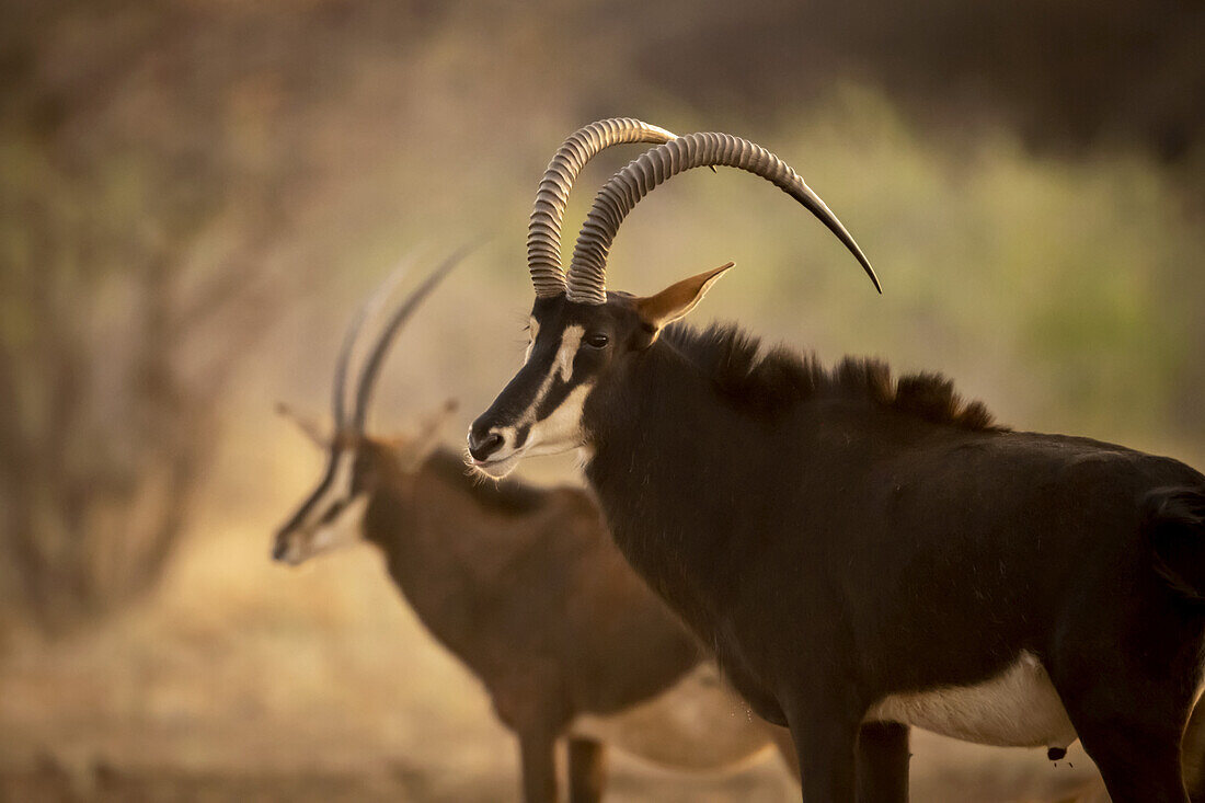 Porträt von zwei männlichen Rappenantilopen (Hippotragus niger), die nebeneinander stehen, wobei einer die Kamera anstarrt und der andere unscharf im Hintergrund zu sehen ist, auf der Gabus Game Ranch bei Sonnenuntergang; Otavi, Otjozondjupa, Namibia.