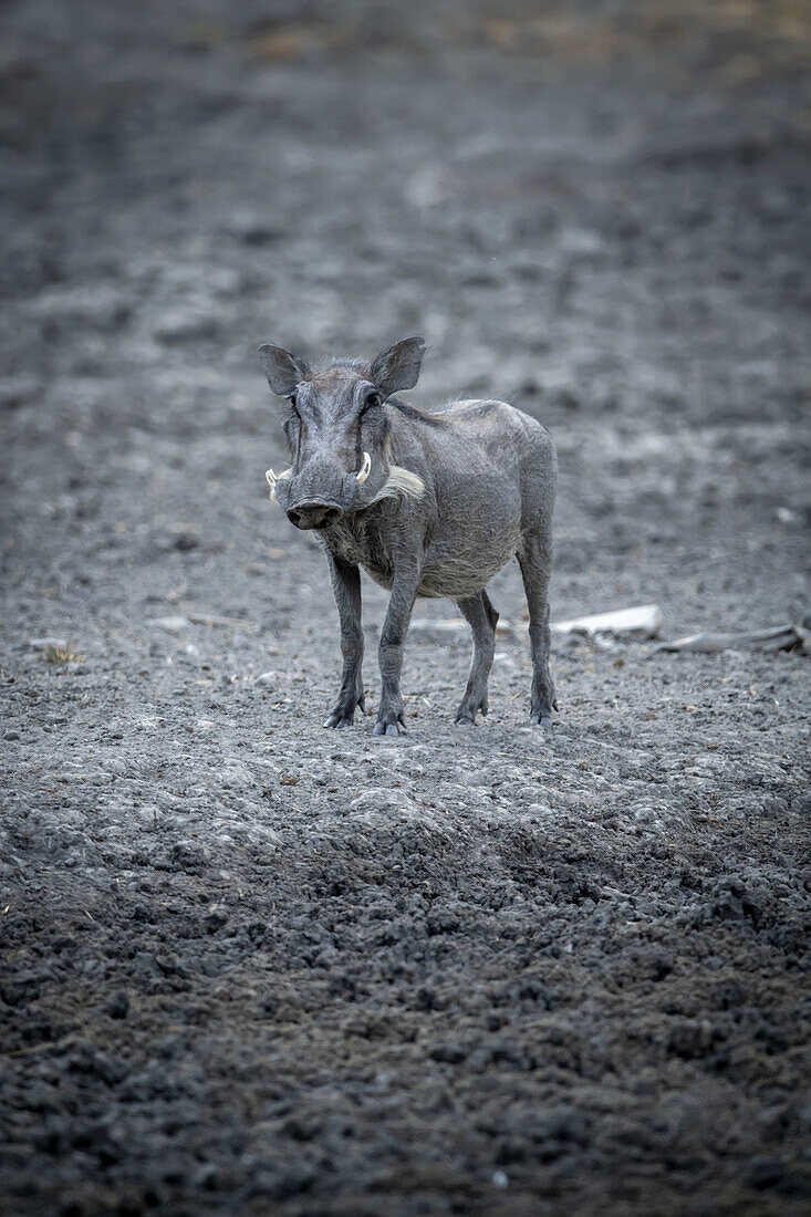 Porträt eines Gewöhnlichen Warzenschweins (Phacochoerus africanus), das an einem Wasserloch im Schlamm steht und in die Kamera schaut, auf der Gabus Game Ranch; Otavi, Otjozondjupa, Namibia.