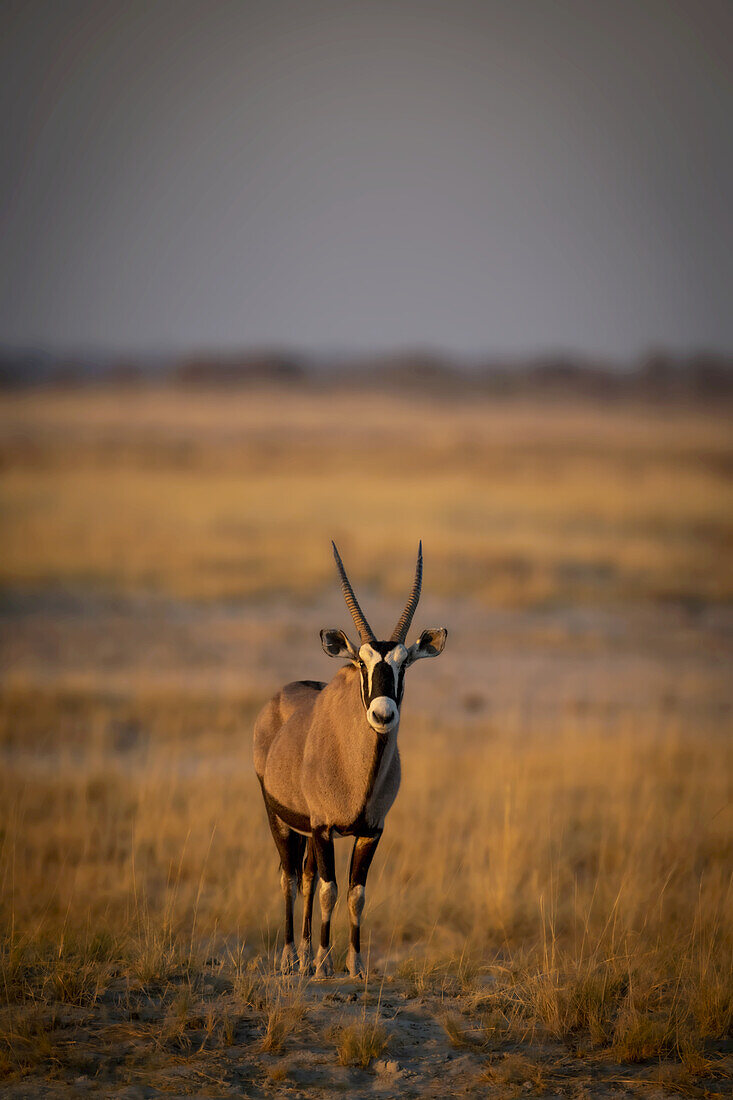 Porträt eines Gemsbocks (Oryx gazella), der auf einer Grasebene in der Savanne steht und in die Kamera schaut, im Etosha-Nationalpark; Otavi, Oshikoto, Namibia.