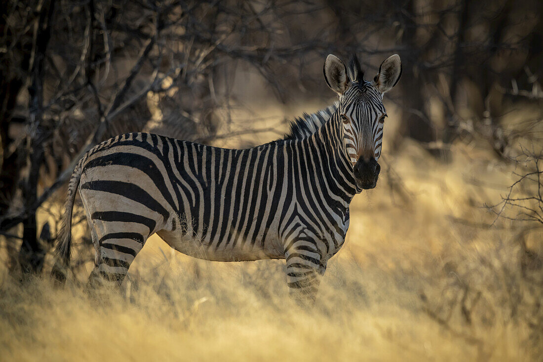 Hartmanns Bergzebra (Equus zebra hartmannae) starrt in die Kamera, während es bei Sonnenuntergang im Schatten einiger Bäume auf der Gabus Game Ranch steht; Otavi, Otjozondjupa, Namibia.