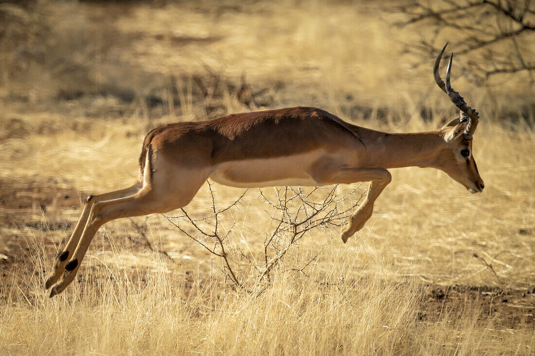 Männliche Impalas (Aepyceros melampus) springen über das lange Gras in der Savanne auf der Gabus Game Ranch; Otavi, Otjozondjupa, Namibia.