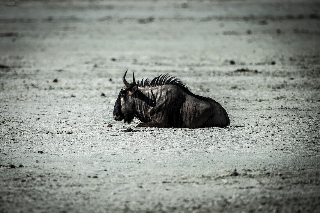 Overexposed blue wildebeest (Connochaetes taurinus) lying on the Etosha Salt Pan on a sunny day in Etosha National Park; Otavi, Oshikoto, Namibia