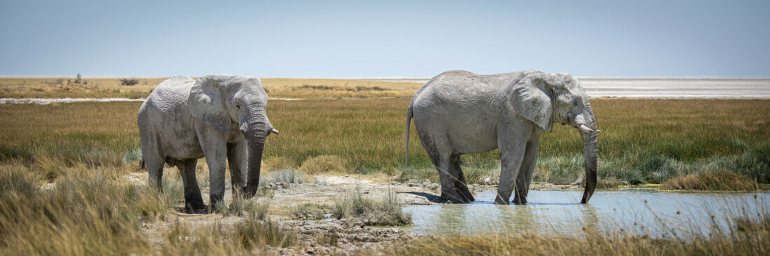 Panorama von zwei afrikanischen Buschelefanten (Loxodonta africana) beim Trinken am Wasserloch im Etosha-Nationalpark; Otavi, Oshikoto, Namibia.