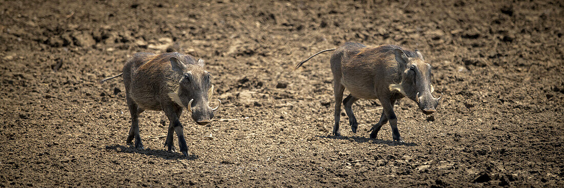 Panorama of two common warthogs (Phacochoerus africanus) trotting together over the stony ground at the Gabus Game Ranch; Otavi, Otjozondjupa, Namibia